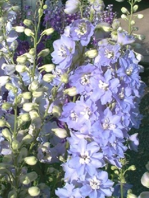 DELPHINIUM Pacific Giant Cameliard